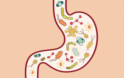 Gut microbe may promote breast cancers